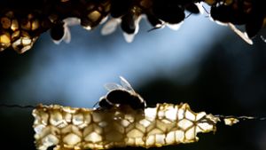 tiere: Bienenseuche im Landkreis Regen festgestellt