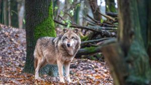 Der Wolf ist wieder da – auch in Kulmbach?