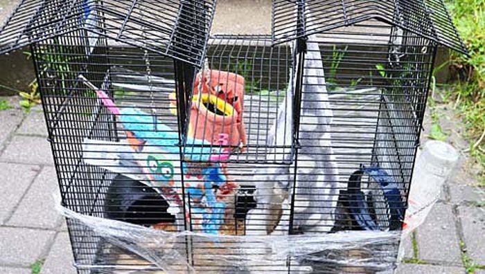 Hof: Käfig mit lebenden Ratten am Müllcontainer entsorgt