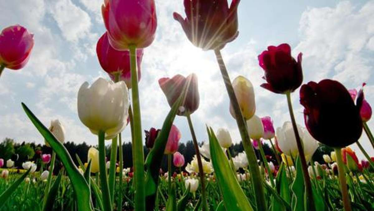 Frage des Tages: Die Sache mit den Tulpen