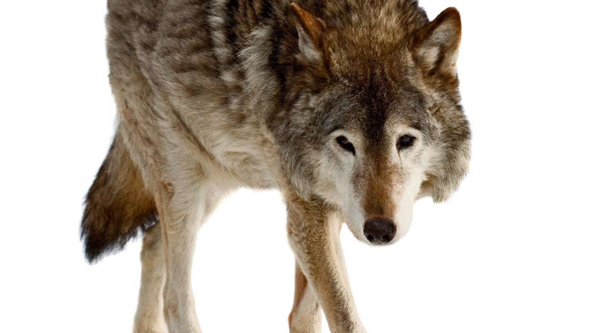 Länderspiegel: Die Wölfe kommen