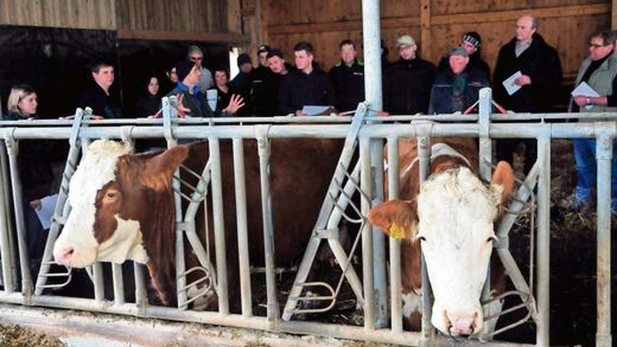 Kulmbach: Kühe geben mehr Milch