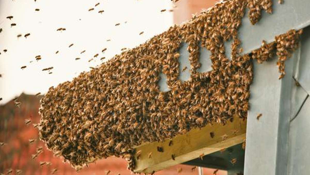 Hof: Bienen-Alarm in der Hofer Innenstadt