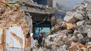 Rettungshunde: Lou kann Menschen aus Trümmern retten