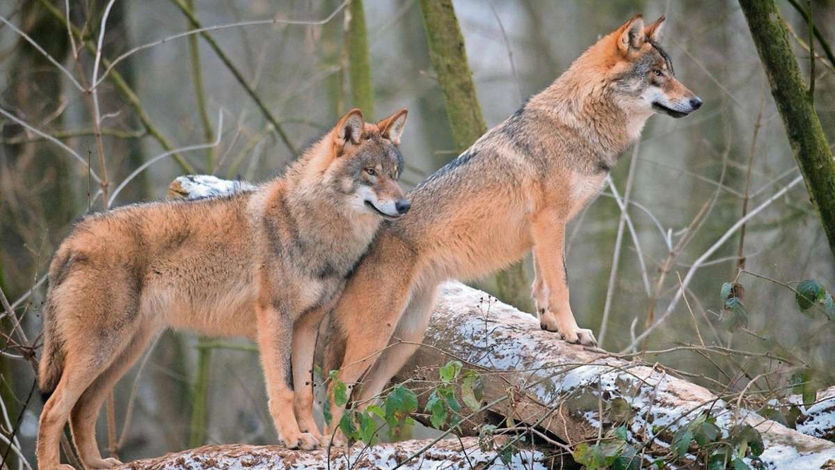 Fichtelgebirge: Die beiden Wölfe vor dem Zugfenster
