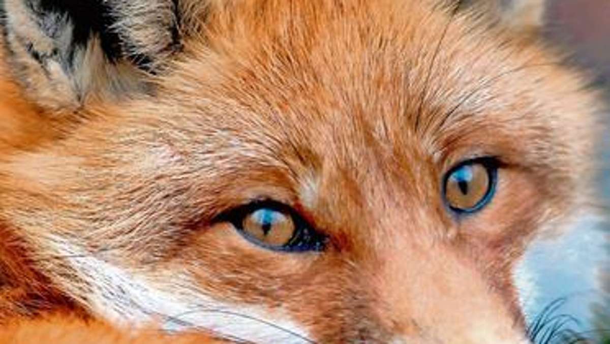 Selb: Zutraulicher Fuchs löst Angst vor Tollwut aus