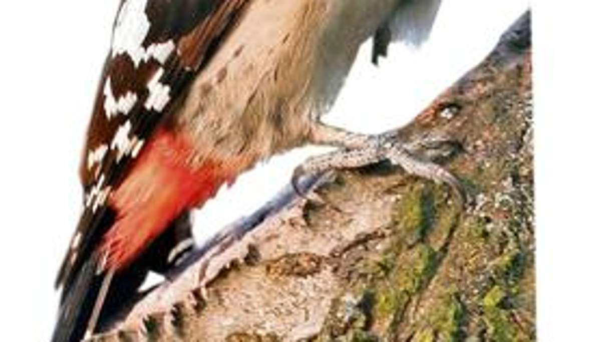Länderspiegel: Vogel-Sensation: Blutspecht in der Region gesichtet