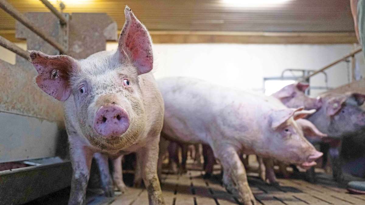 Tierwohl-Cent: Bauern schimpfen über „Fleischsteuer“