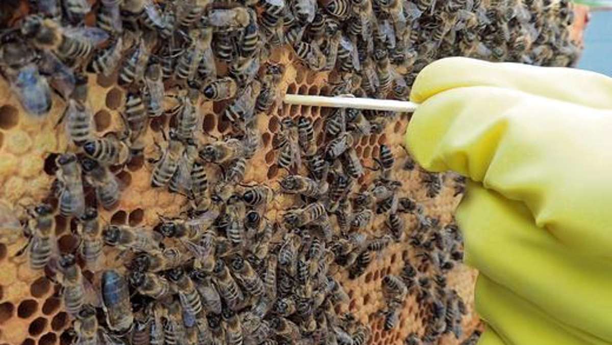 Marktredwitz: Bienenpapst begrüßt Gentechnik