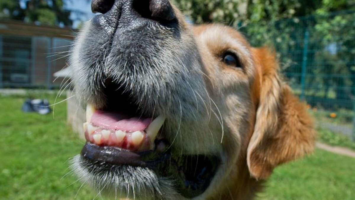 Naila: Bad Steben: Hund schlägt Einbrecher in die Flucht