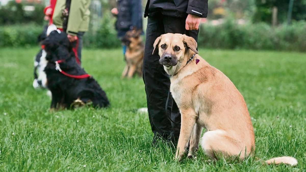 Kulmbach: Peta fordert Hundeführerschein für alle