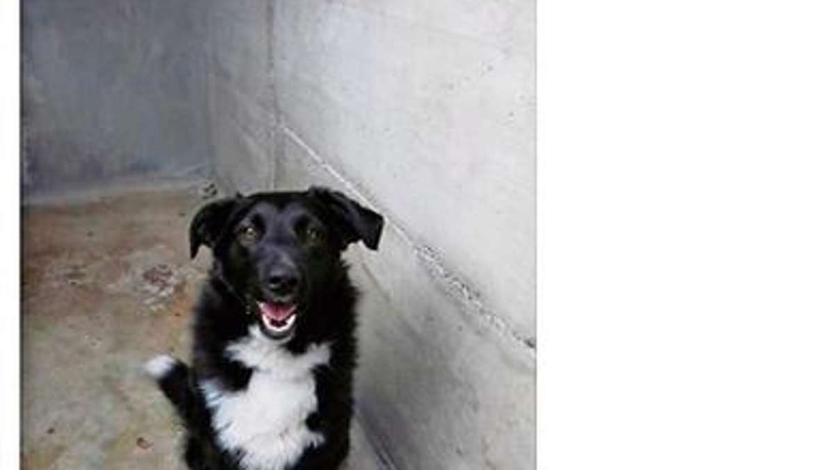 Münchberg: Postbote erkennt vermissten Hund