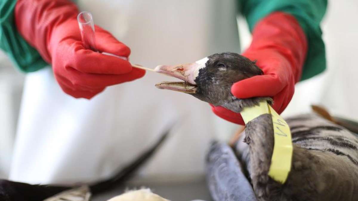 Hof: Vogelgrippe im Landkreis Hof ausgebrochen