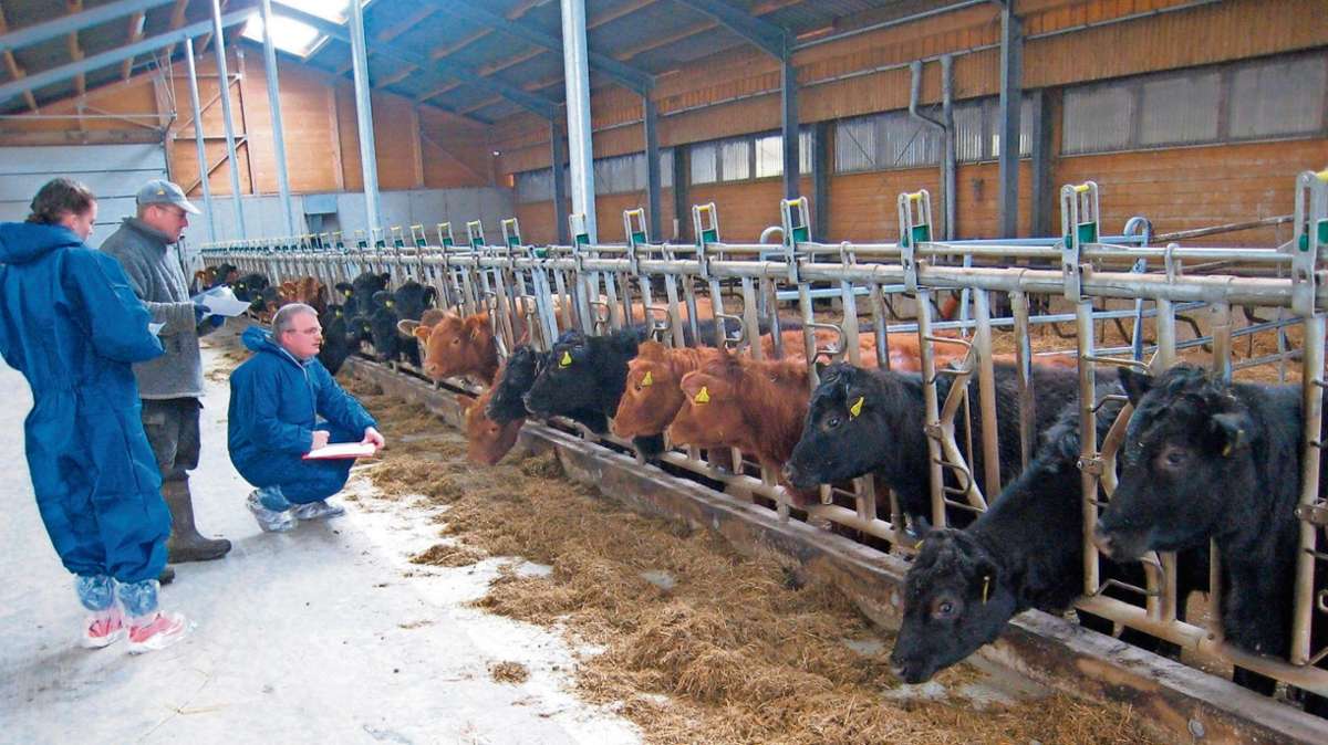 Kulmbach: Marktschorgaster Rinder reisen nach Rumänien