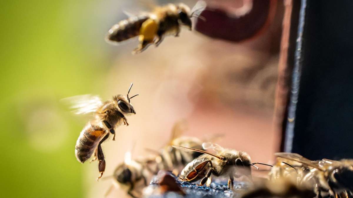 Fleißige Bienen: Honigernte in Oberfranken Spitze