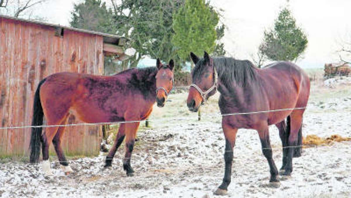 Kulmbach: Pferdehalter bangen um ihre Tiere