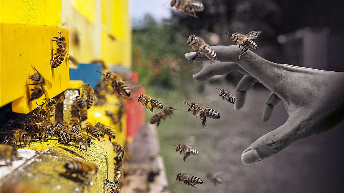 Hofer Land: Bestehlen sich die Bienenzüchter selbst?