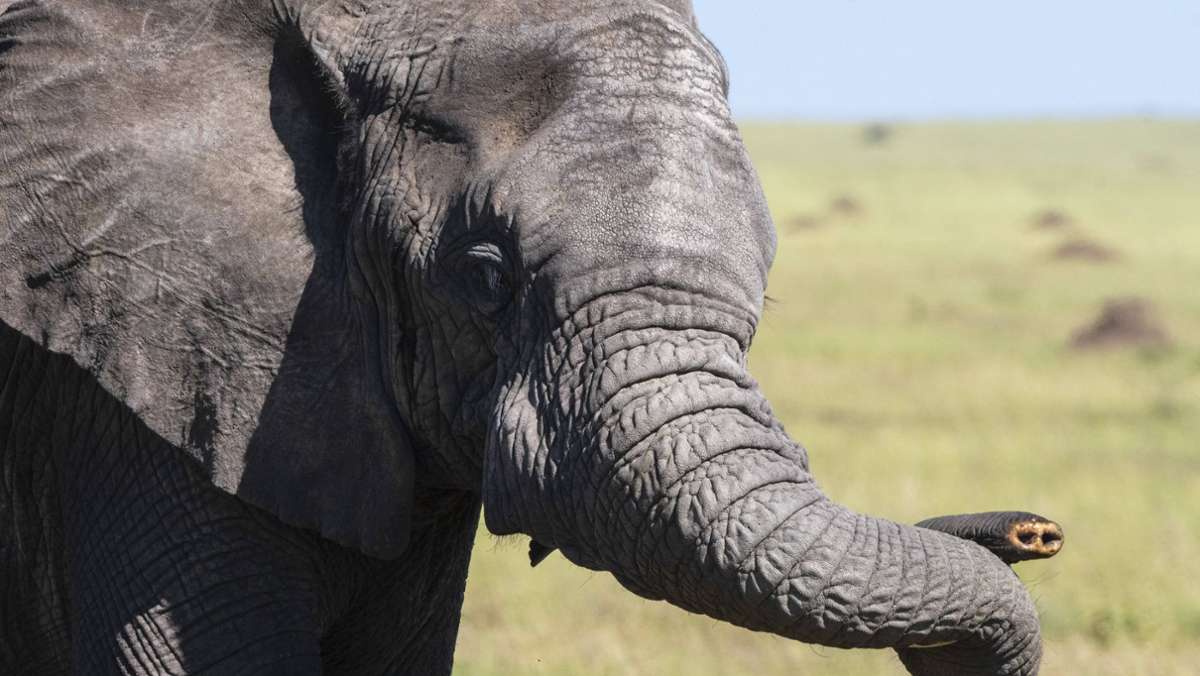 Elefanten ohne Stoßzähne: Wie ein Krieg die Evolution beschleunigte