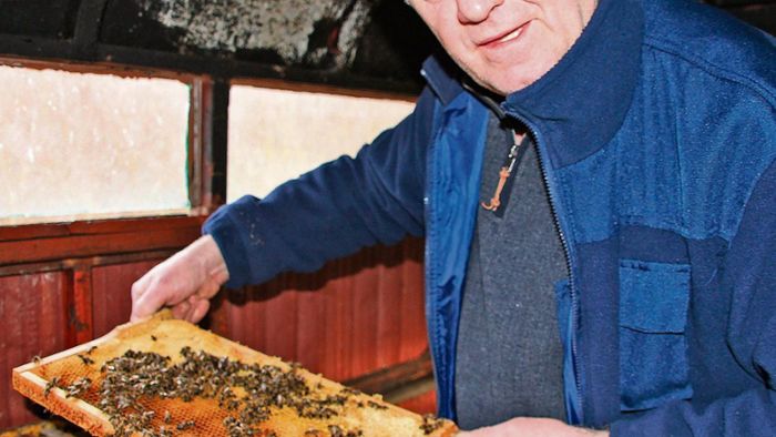 Bienen - arbeitsam, aber ungerecht