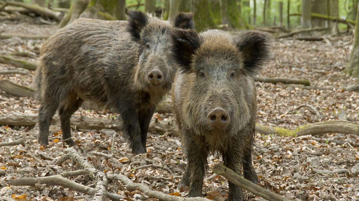 Rehau: Rehauerin flüchtet vor Wildschweinen auf Hochsitz