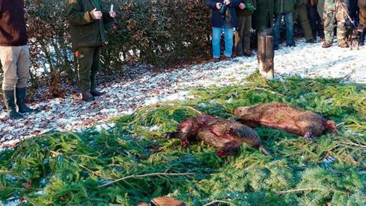 Marktredwitz: Jäger bringen vier Wildschweine zur Strecke