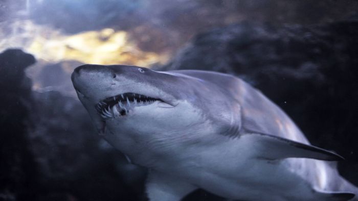 Australien: 16-Jährige stirbt nach mutmaßlicher Haiattacke