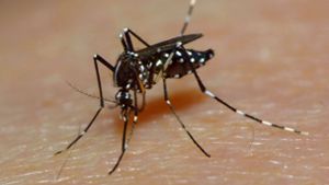 Klimawandel und Krankheiten: RKI-Chef warnt vor Ausdehnung von Mücken und Zecken
