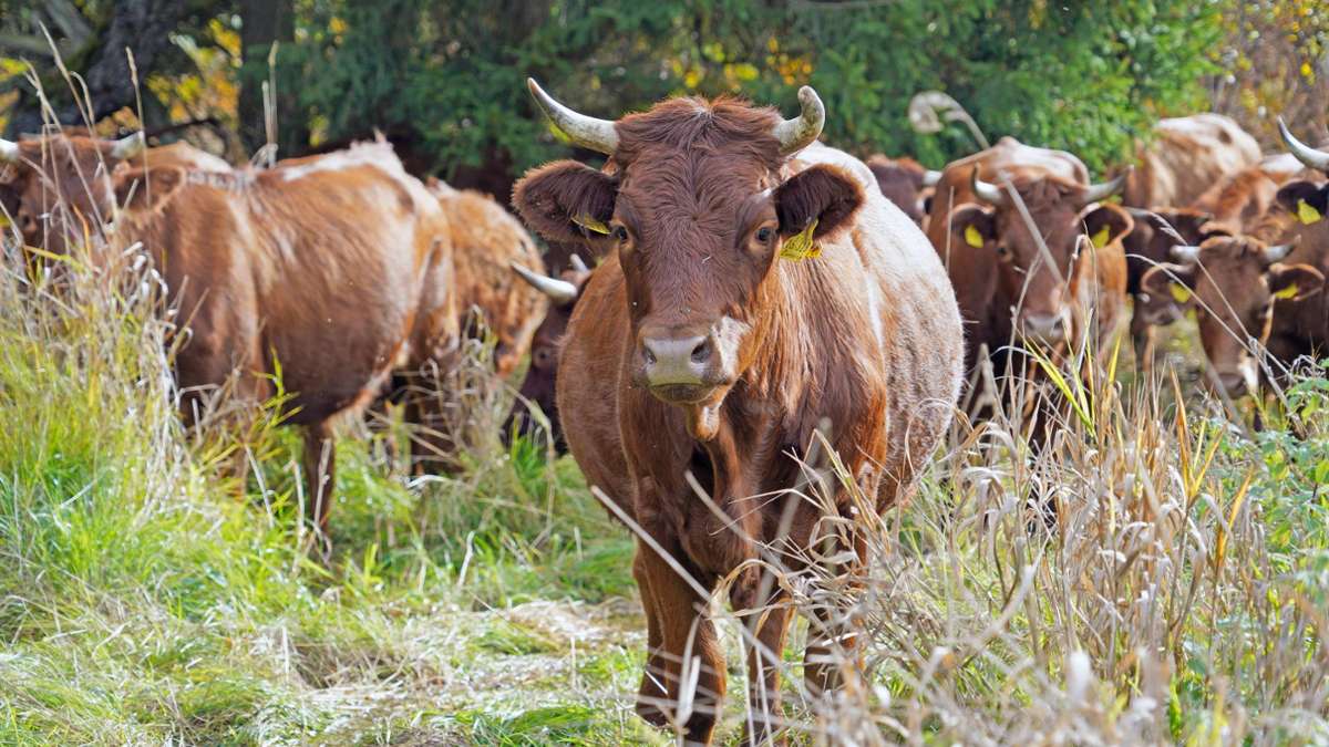 Für die Artenvielfalt: Wenn Rinder das Land bewirtschaften