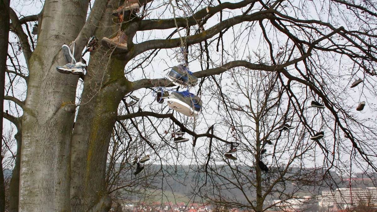 Kulmbach: Der Schuh-Baum gedeiht prächtig