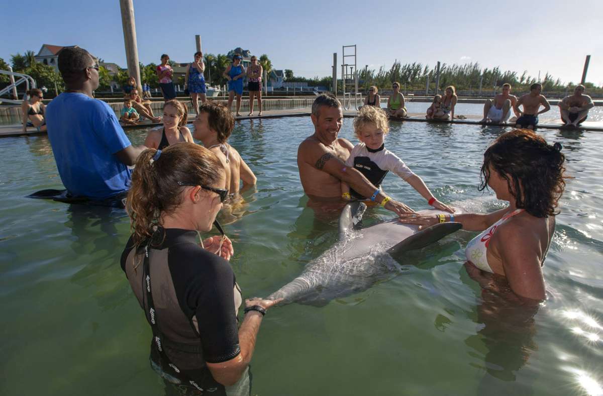 Umstritten: Delfin-Streicheln mag den Menschen Spaß machen, die Tiere haben dabei nichts zu melden. Foto: imago images/VWPics/ via www.imago-images.de
