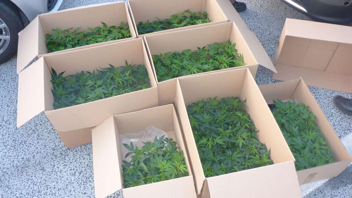 Hof: Gattendorf: Polizei findet 200 Cannabispflanzen im Auto