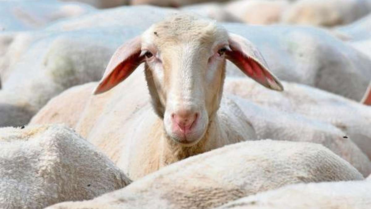Marktredwitz: Schaffest bietet Vielfalt aus der Natur