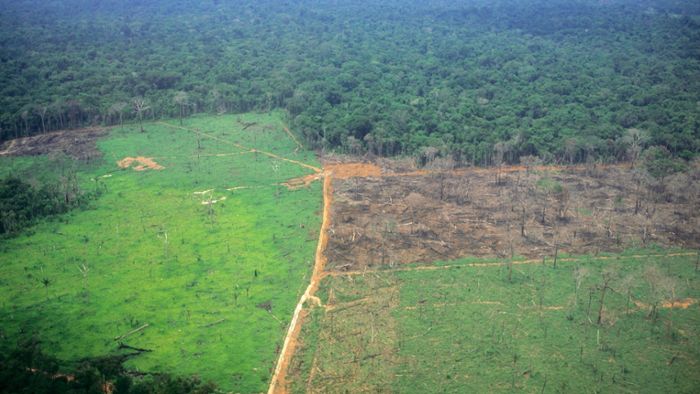 Abholzung des Amazonaswaldes geht rasant weiter