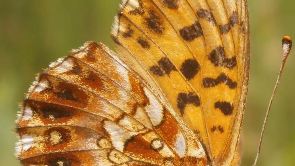 Intensive Landwirtschaft: Vielfalt der Schmetterlinge schrumpft dramatisch