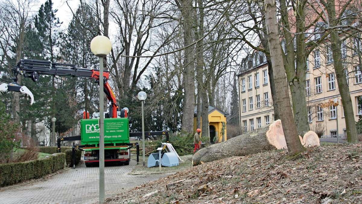 Marktredwitz: Im Kirchpark fallen die Bäume