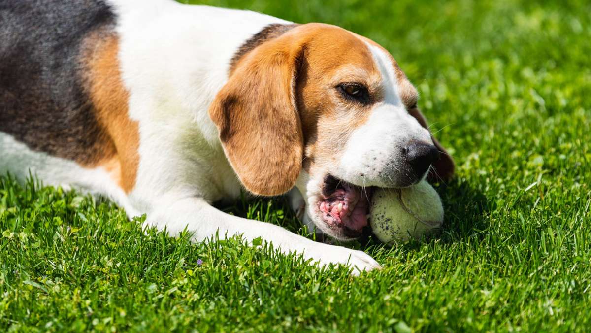 Hund beißt Spieler: Kurioser Spielabbruch in der Kreisliga