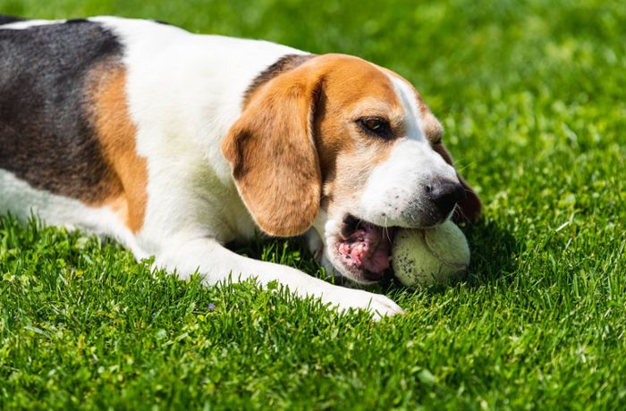 Hund beißt Spieler: Kurioser Spielabbruch in der Kreisliga