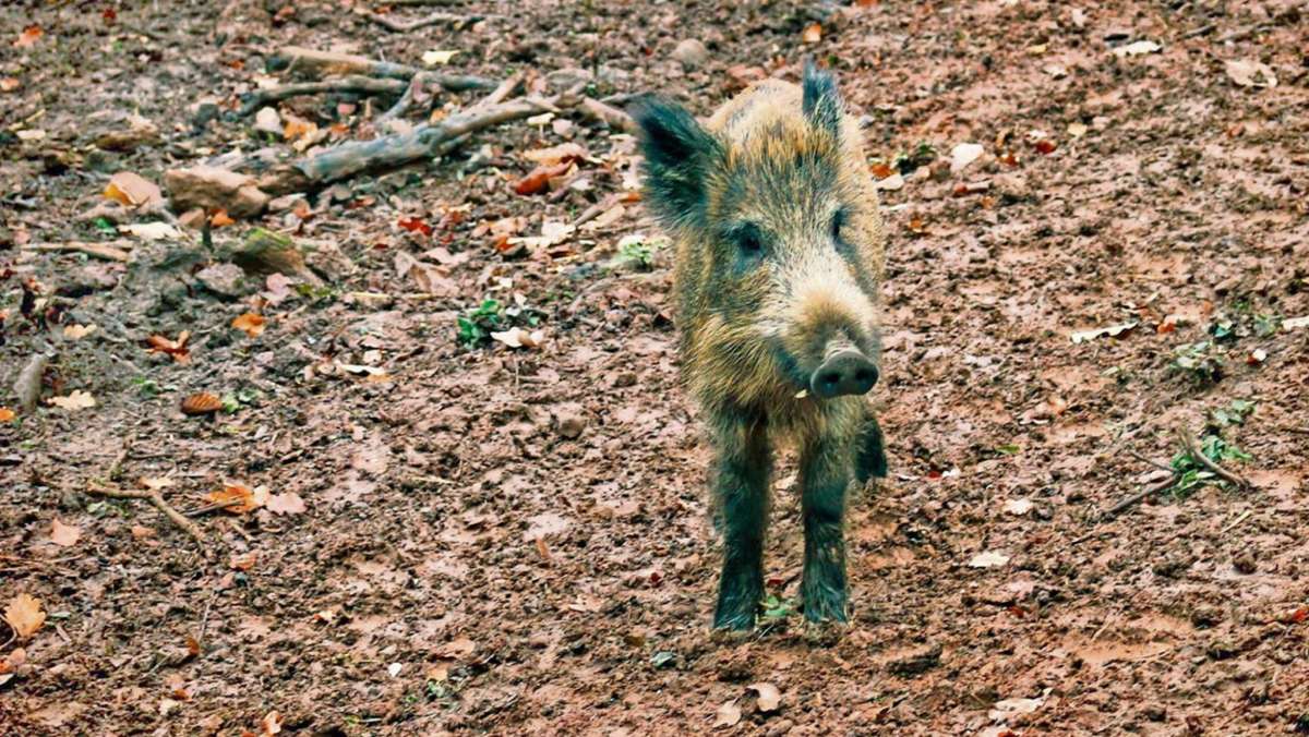 Himmelkron: Mülltonnen sollen Wildschweine aufhalten