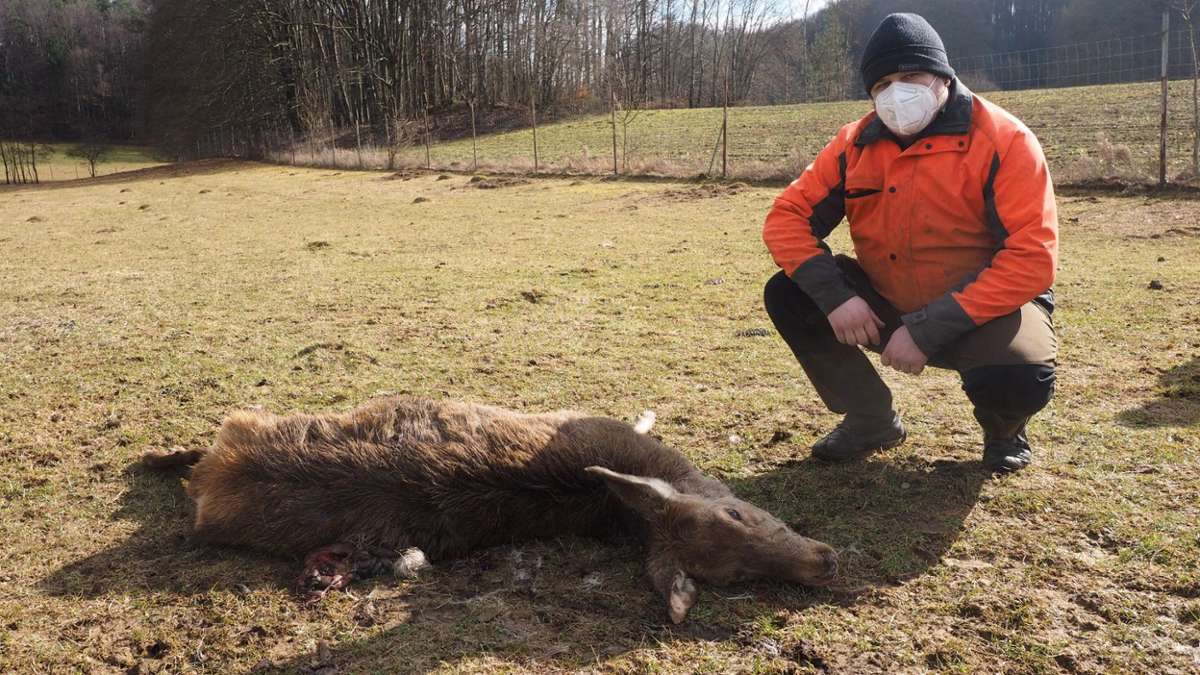 Blutbad in Idylle: Fränkische Schweiz: Wolf reißt sieben Tiere