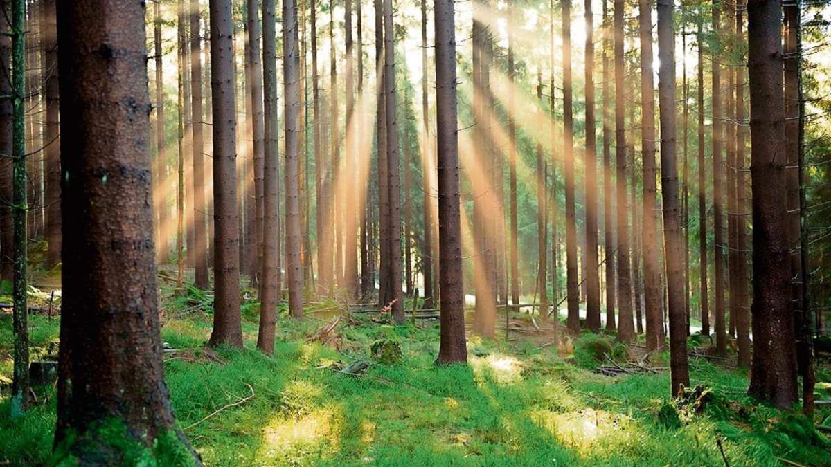 Bayreuth: Waldbau bleibt kontrovers