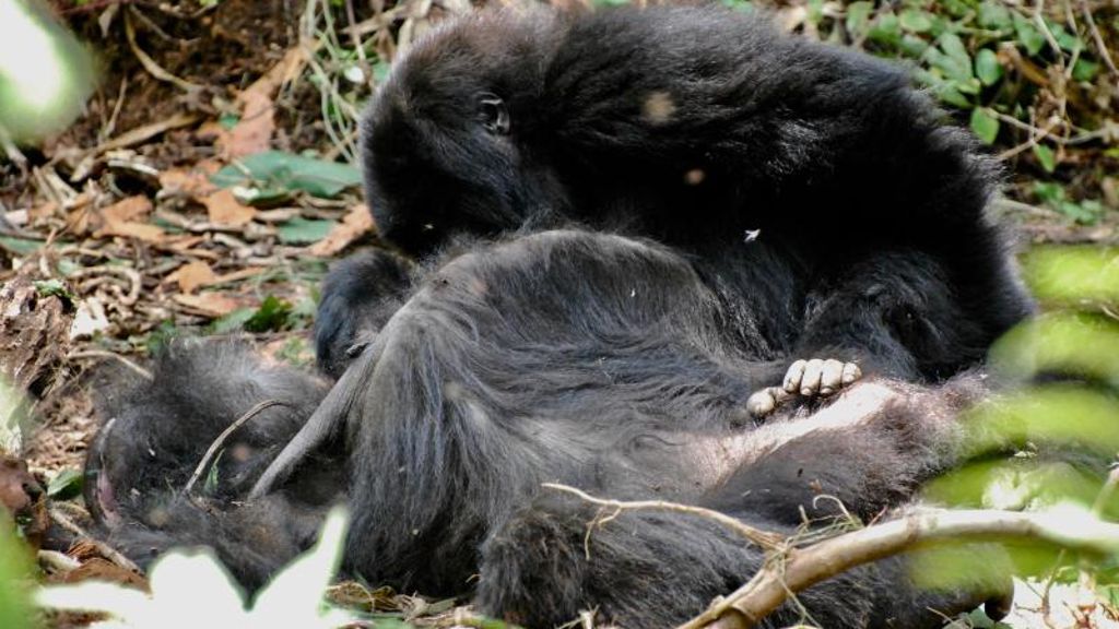 Zeichen des Kummers?: Umgang mit dem Tod: Gorillas zeigen besonderes Verhalten