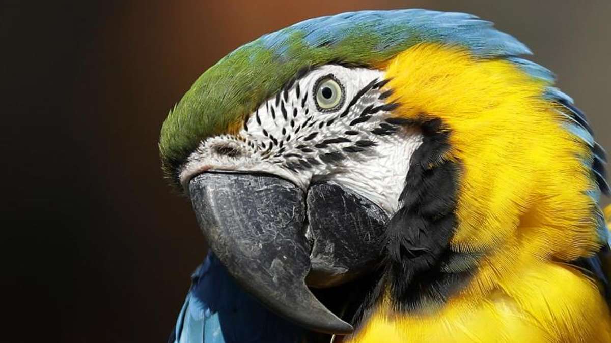 Hof: Schläge: Hofer hält Papageienlaute für Kinderschreie