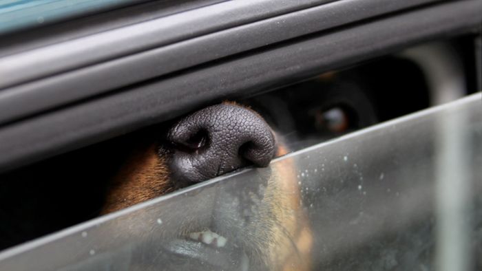 A9/Leupoldsgrün: Hund in Auto eingeklemmt - Frauchen muss Notruf wählen
