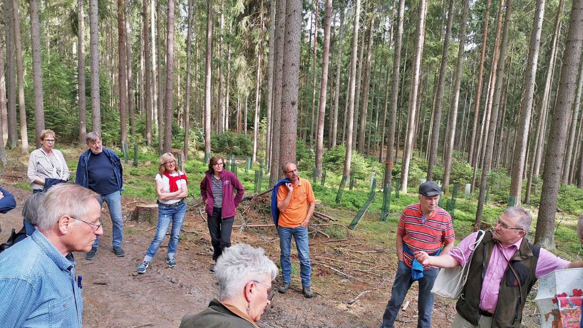 Hammerwald bei Selb: Stippvisite im Wald der Zukunft