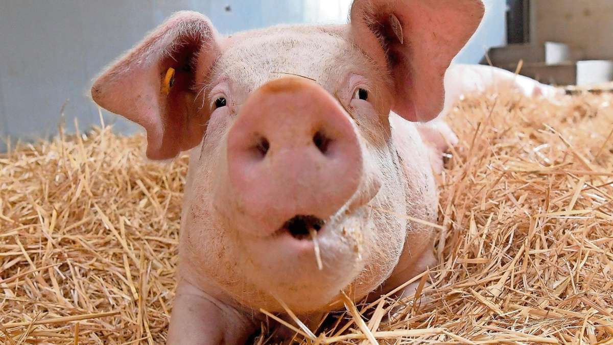 Hof: Strohschweine für die Kantinen