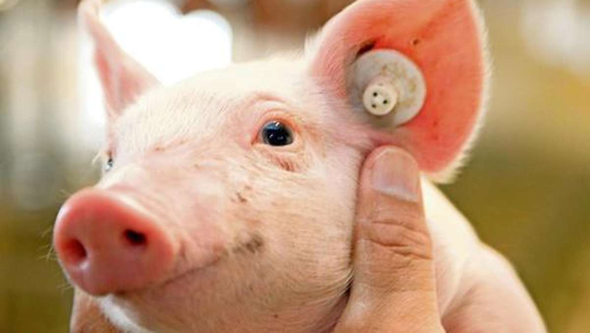 Solg/Bayreuth: Gericht erlaubt Bau der Schweinemast in Solg