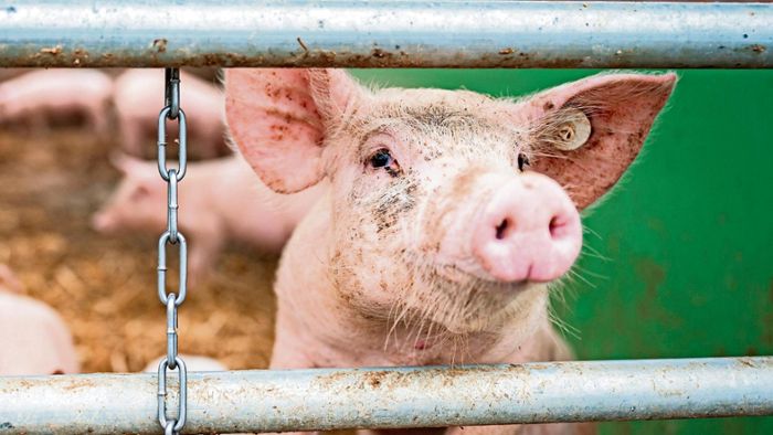 Bio-Schweinefleisch fehlt komplett