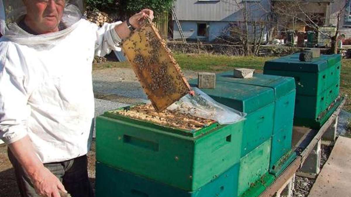 Naila: Nächtlicher Bienen-Raub