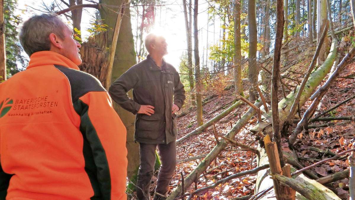 Landkreis: Dynamik im Wald ohne den Menschen