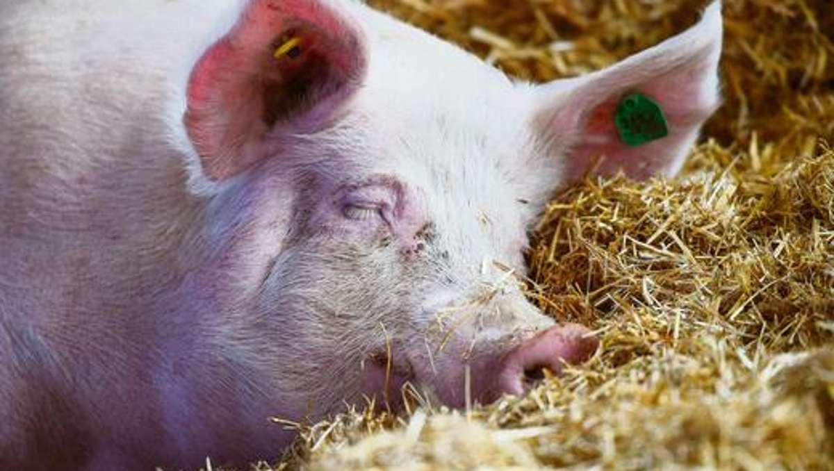 Länderspiegel: Tierarzt setzt sich für bessere Schweinehaltung ein